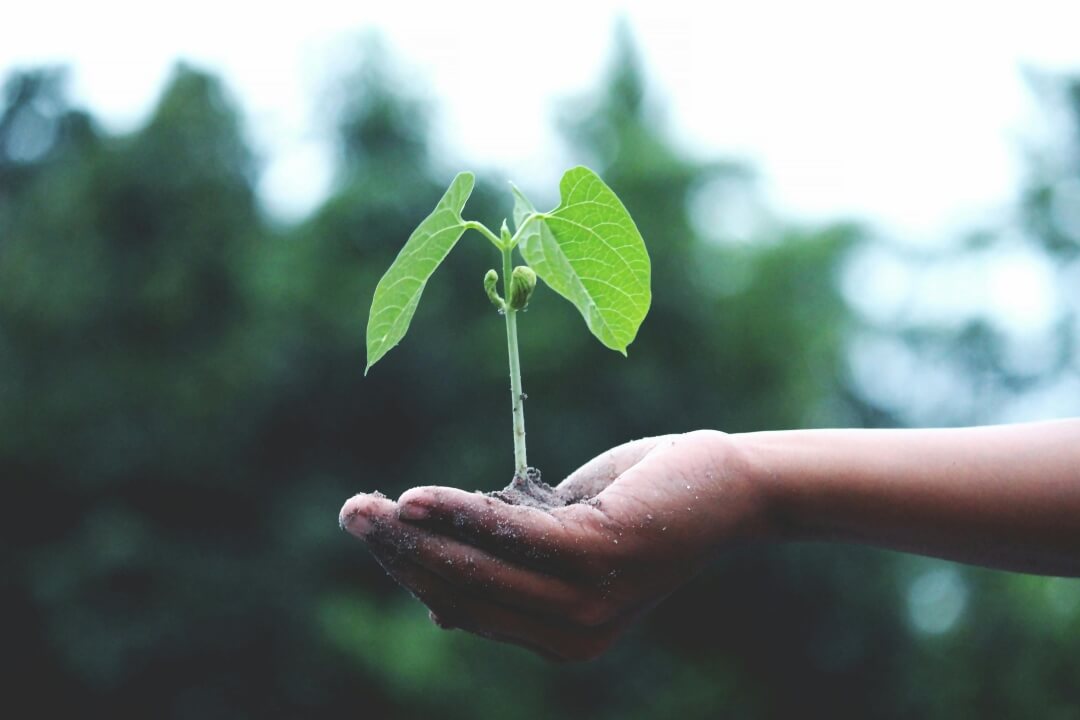 Foto de uma mão segurando uma muda de planta.